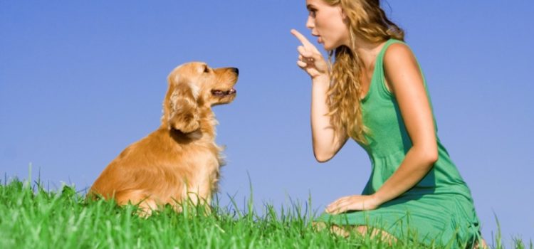 Descubre las nociones básicas para educar a tu perro