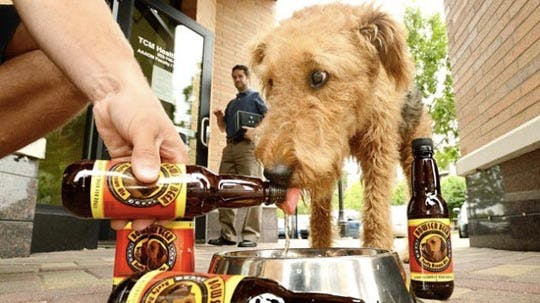 ¿Cerveza para perros? (+Ni se te ocurra!)