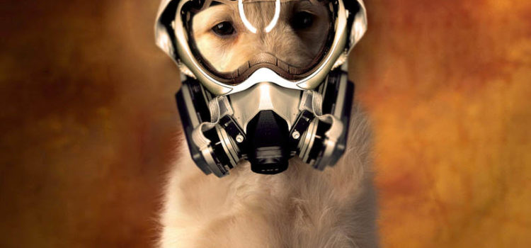 Consejos para proteger a las mascotas de los gases lacrimógenos