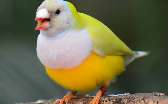 ¿Por qué las aves se picotean tanto las plumas?