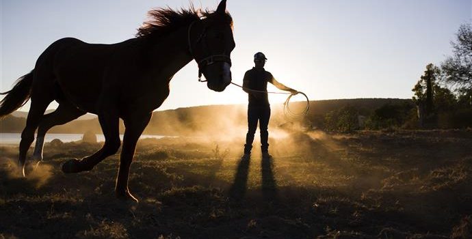 Calentamiento para tu Caballo