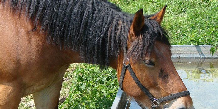 Hidratación en los Caballos