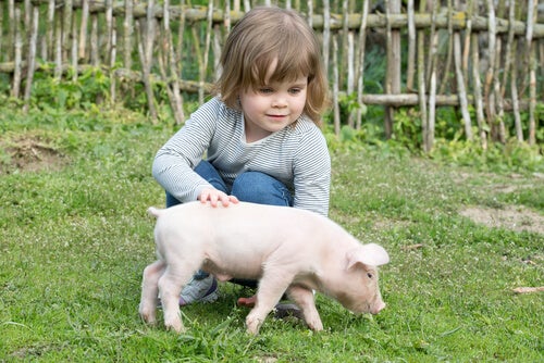 ¿Por qué deberíamos elegir un cerdo como mascota?
