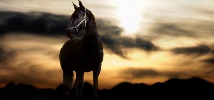 5 cosas maravillosas de los caballos