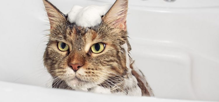 ¿Cómo bañar a tu gato sin que te arañe?
