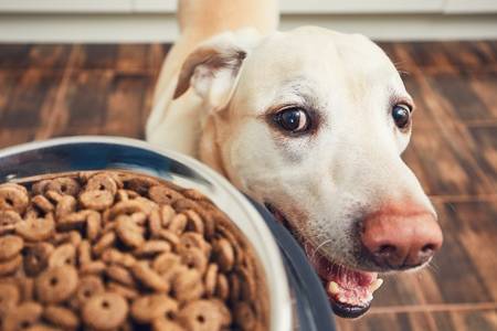 ¿Qué debe y qué no debe comer un perro?