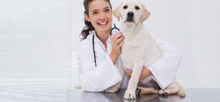 Cómo elegir al veterinario