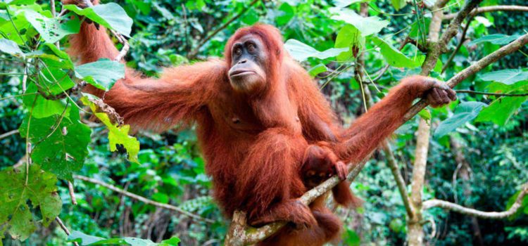 5 curiosidades sobre los primates