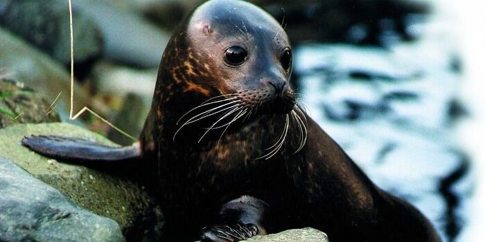 ¿Cómo diferenciar una foca de un león marino?