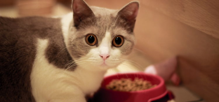Consejos para elegir el alimento ideal de tu gato