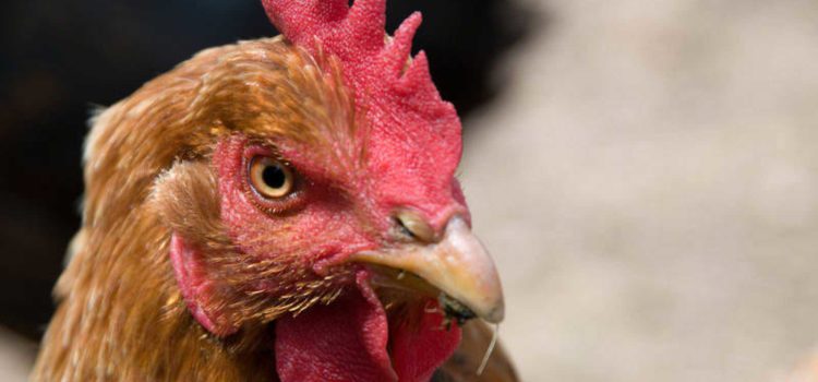 ¿Cuáles son los sentidos más desarrollados de las gallinas?