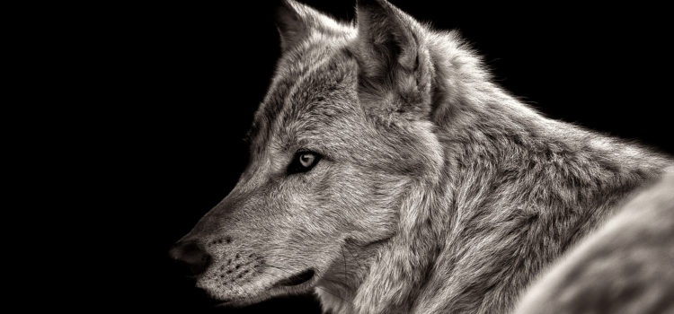 Fascinantes curiosidades sobre los lobos