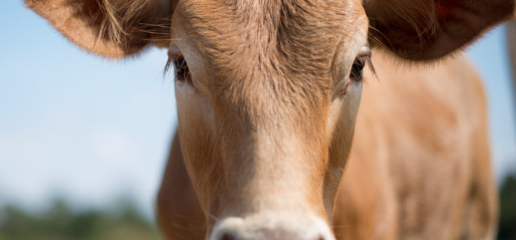 Recomendaciones para el cuidado de las vacas lecheras